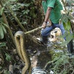 A man in a green shirt holds a large python out of the water, at the end of a stick.