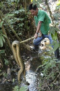 A man in a green shirt holds a large python out of the water, at the end of a stick.