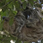 Sloth in tree.
