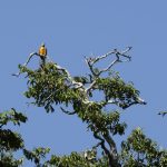 Blue and yellow macaw in the top of a tree.