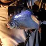 A man holds a fish. It is dark, lit by torch light.
