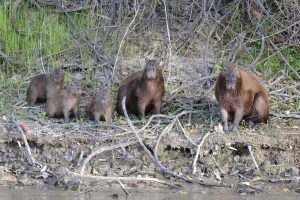 Two adult and three young capybara face the camera by the edge of the river.