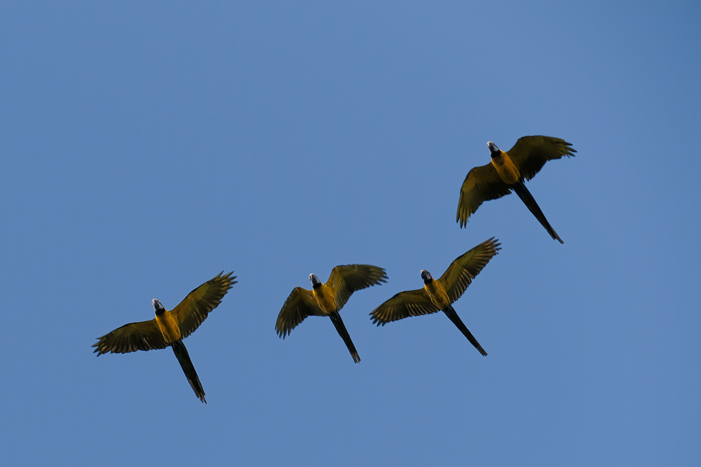 16 August: Macaws to tree tops