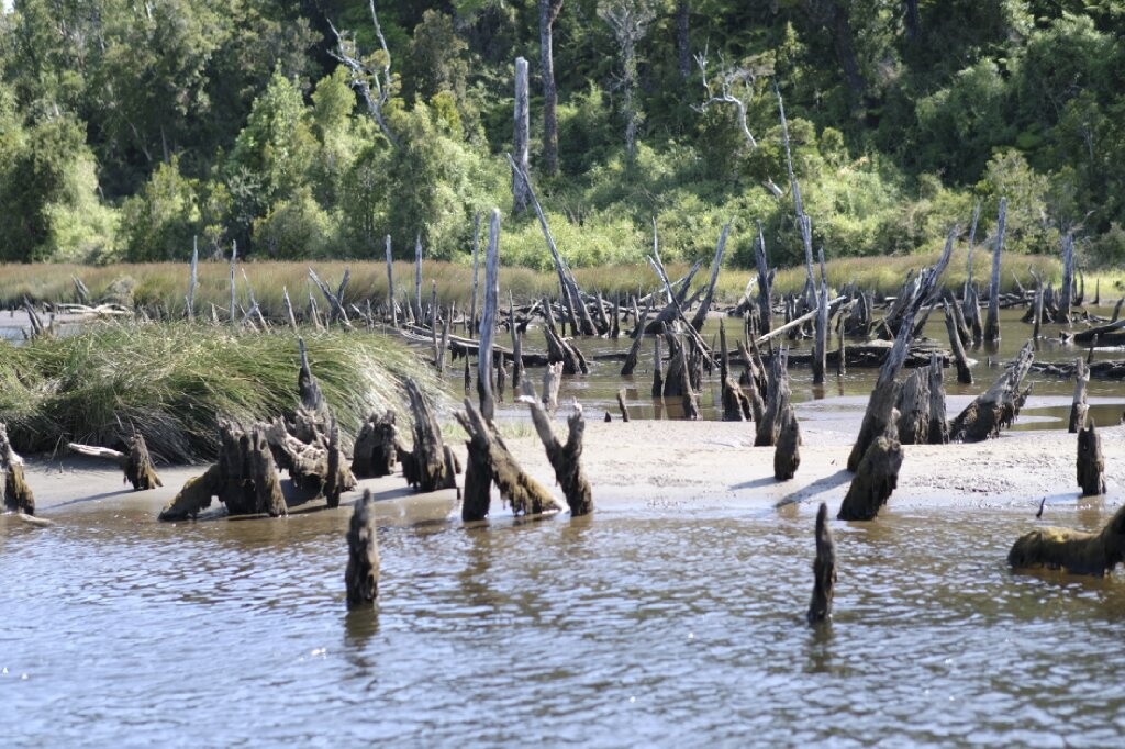 Punting the Chepu river and the sunken forest